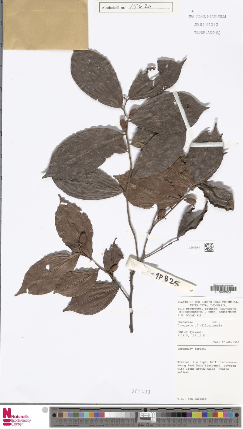 Diospyros villosiuscula photo 6