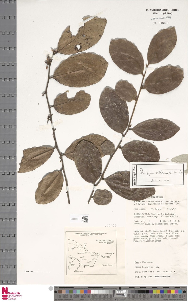 Diospyros villosiuscula photo 7
