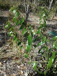 Diospyros virgata