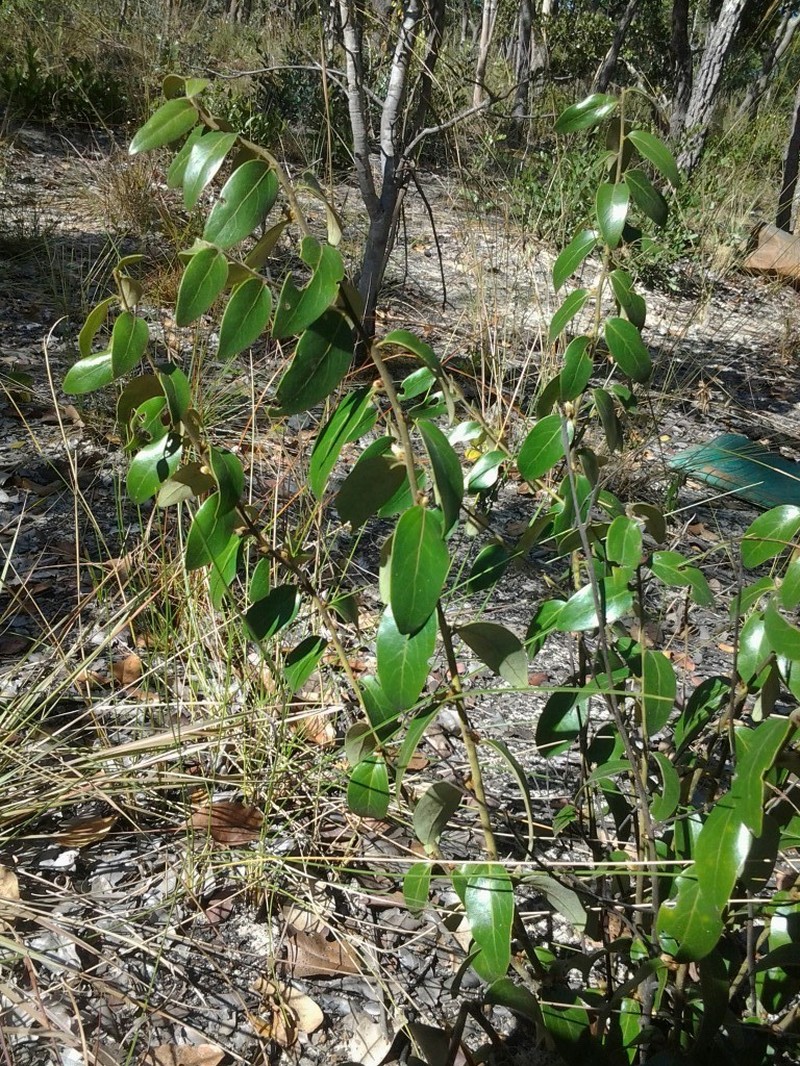 Diospyros virgata