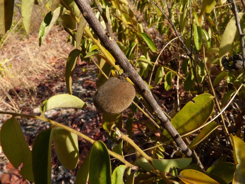 Diospyros virgata photo 2