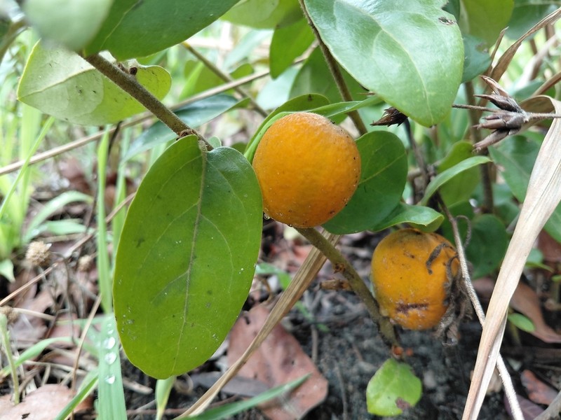 Diospyros virgata photo 3
