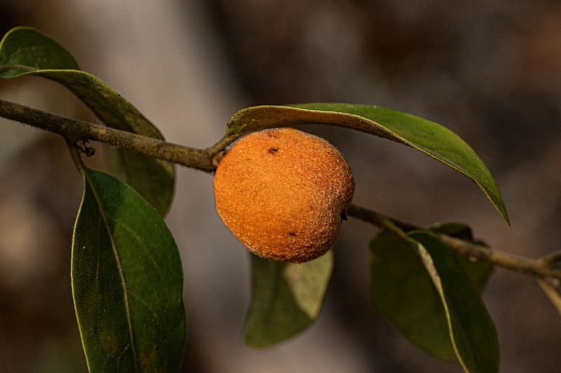 Diospyros virgata photo 4
