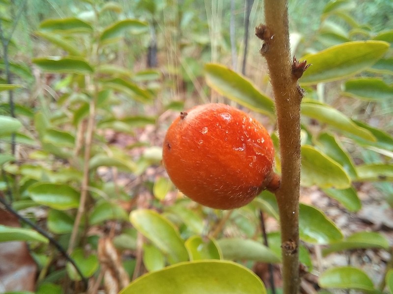 Diospyros virgata photo 5