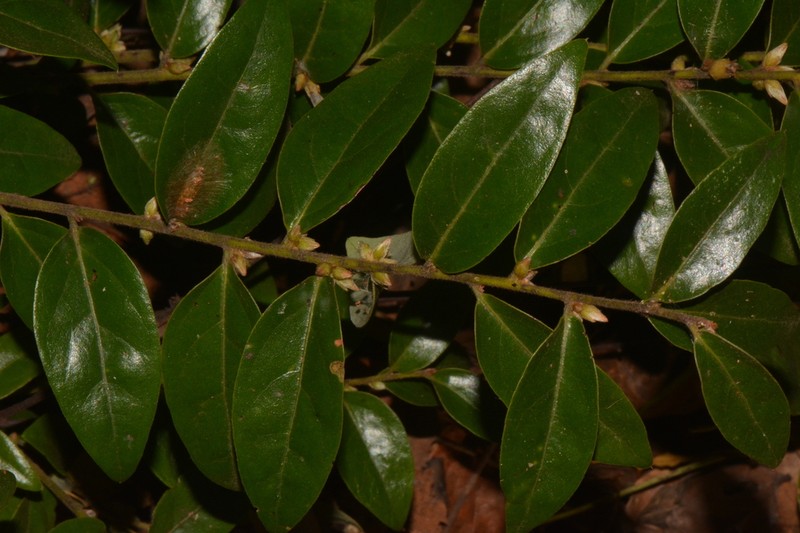 Diospyros virgata photo 6