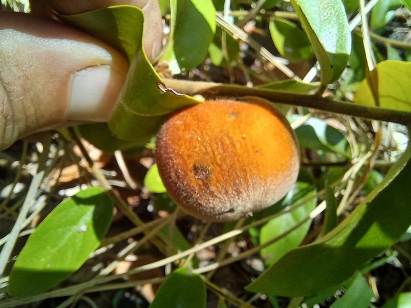 Diospyros virgata photo 7