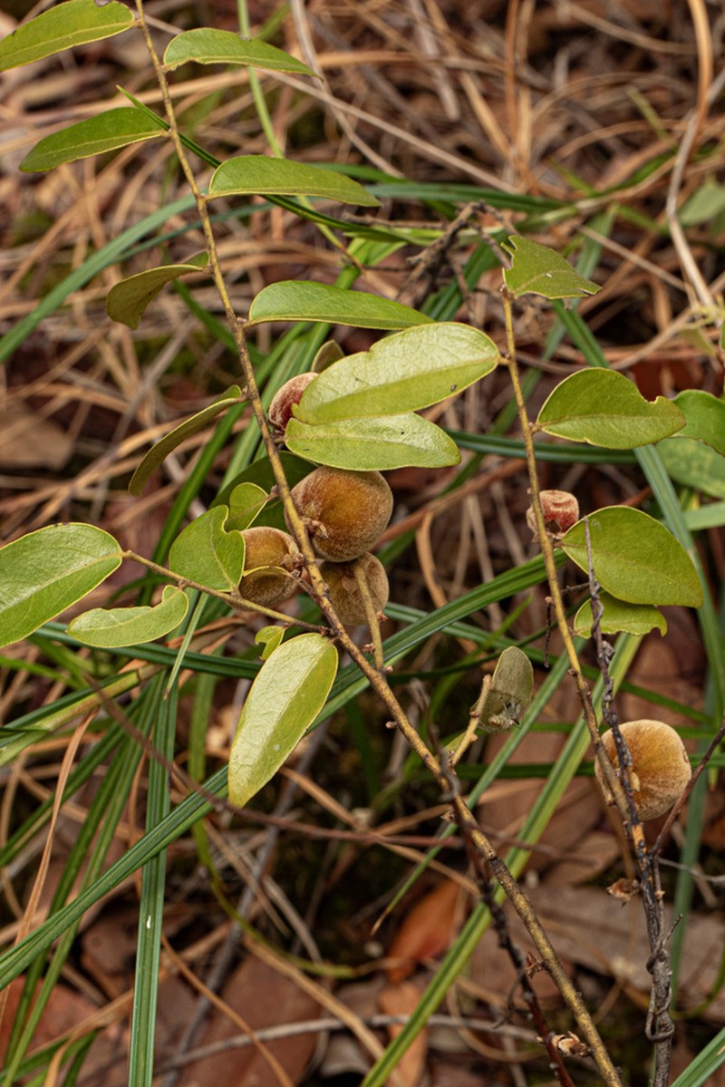 Diospyros virgata photo 8