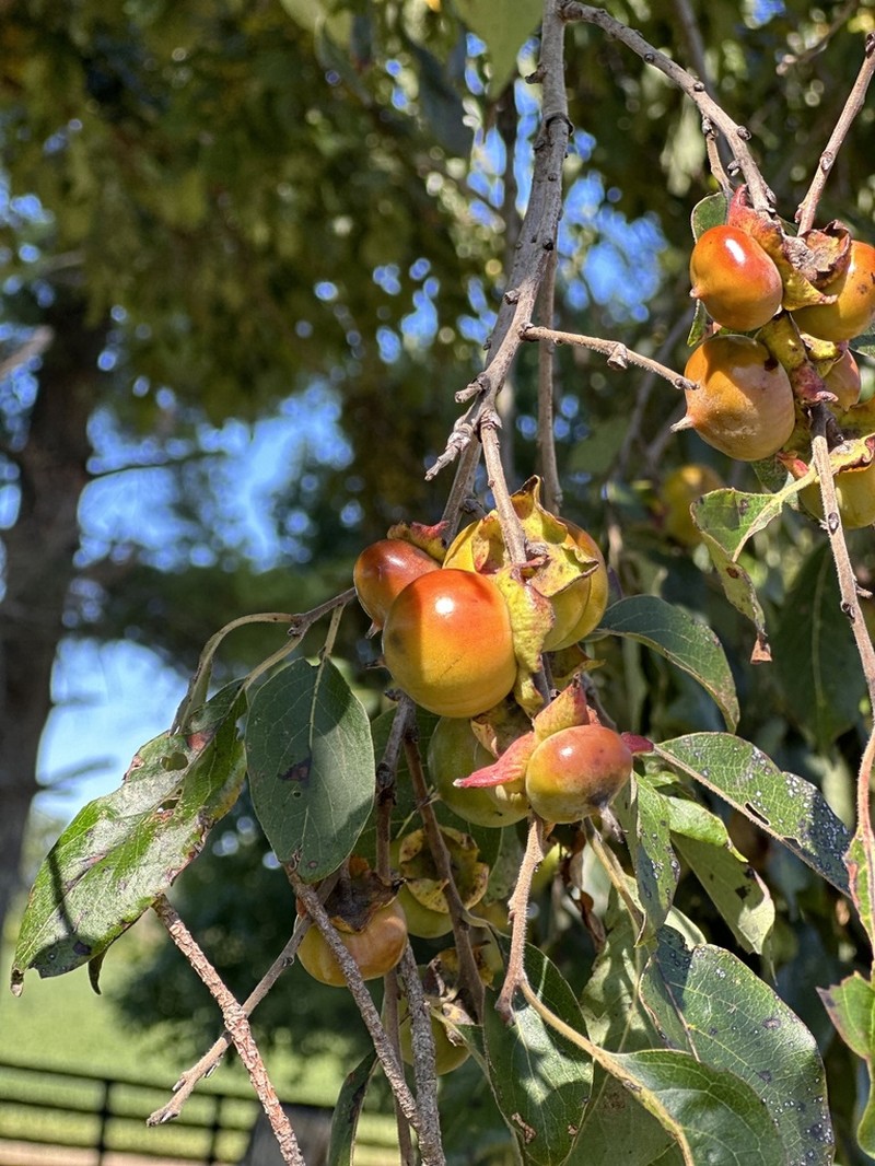 Common Persimmon