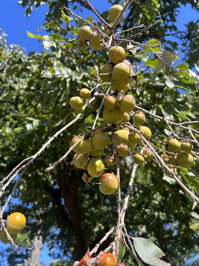 Common Persimmon photo 2