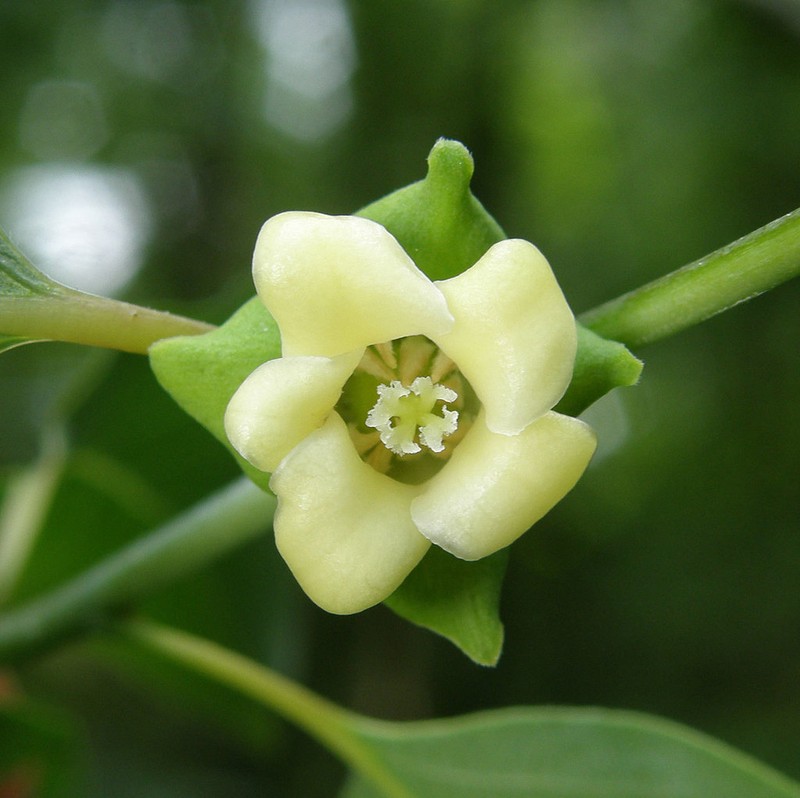 Common Persimmon photo 4
