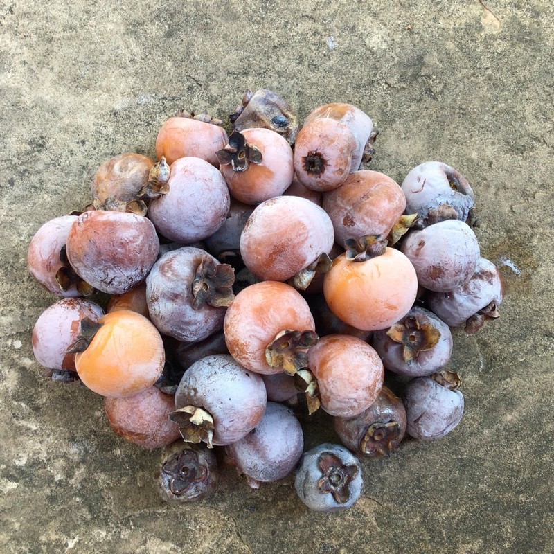 Common Persimmon photo 5