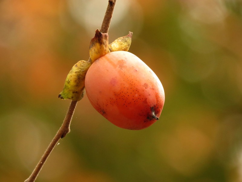 Common Persimmon photo 6