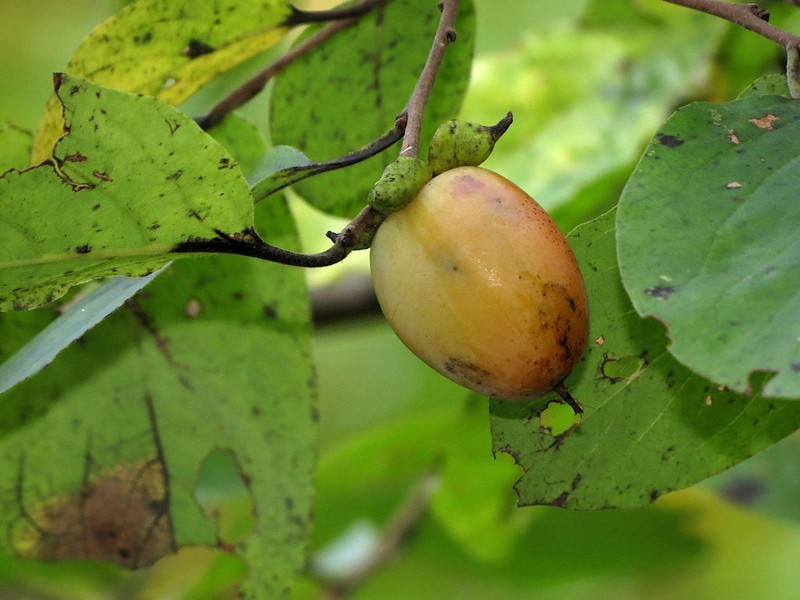 Common Persimmon photo 7