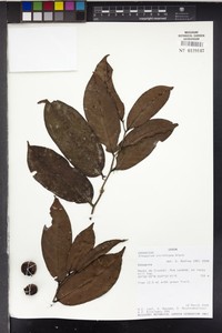 Diospyros viridicans
