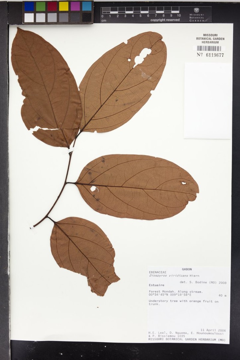 Diospyros viridicans photo 2