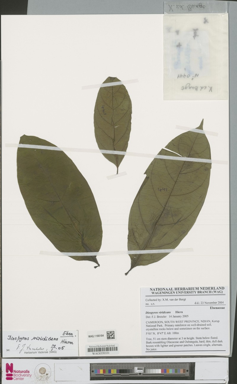 Diospyros viridicans photo 3