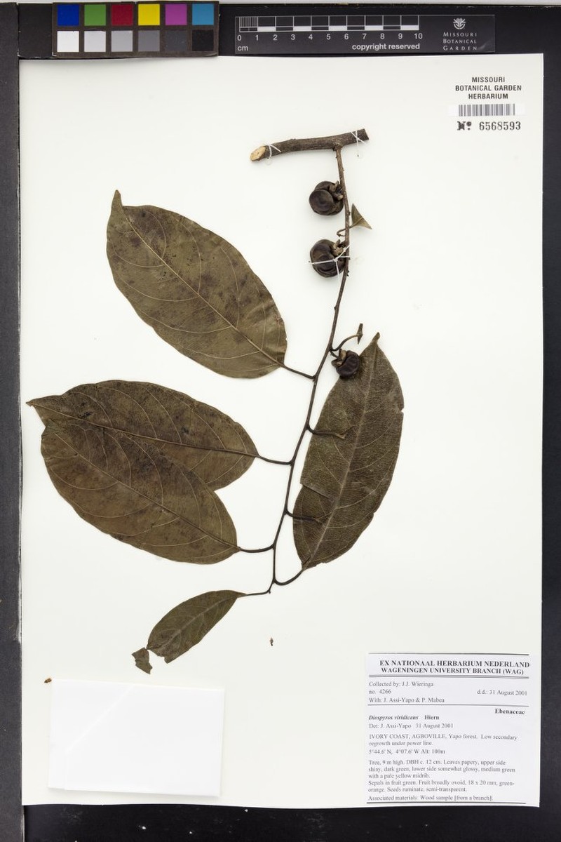 Diospyros viridicans photo 4
