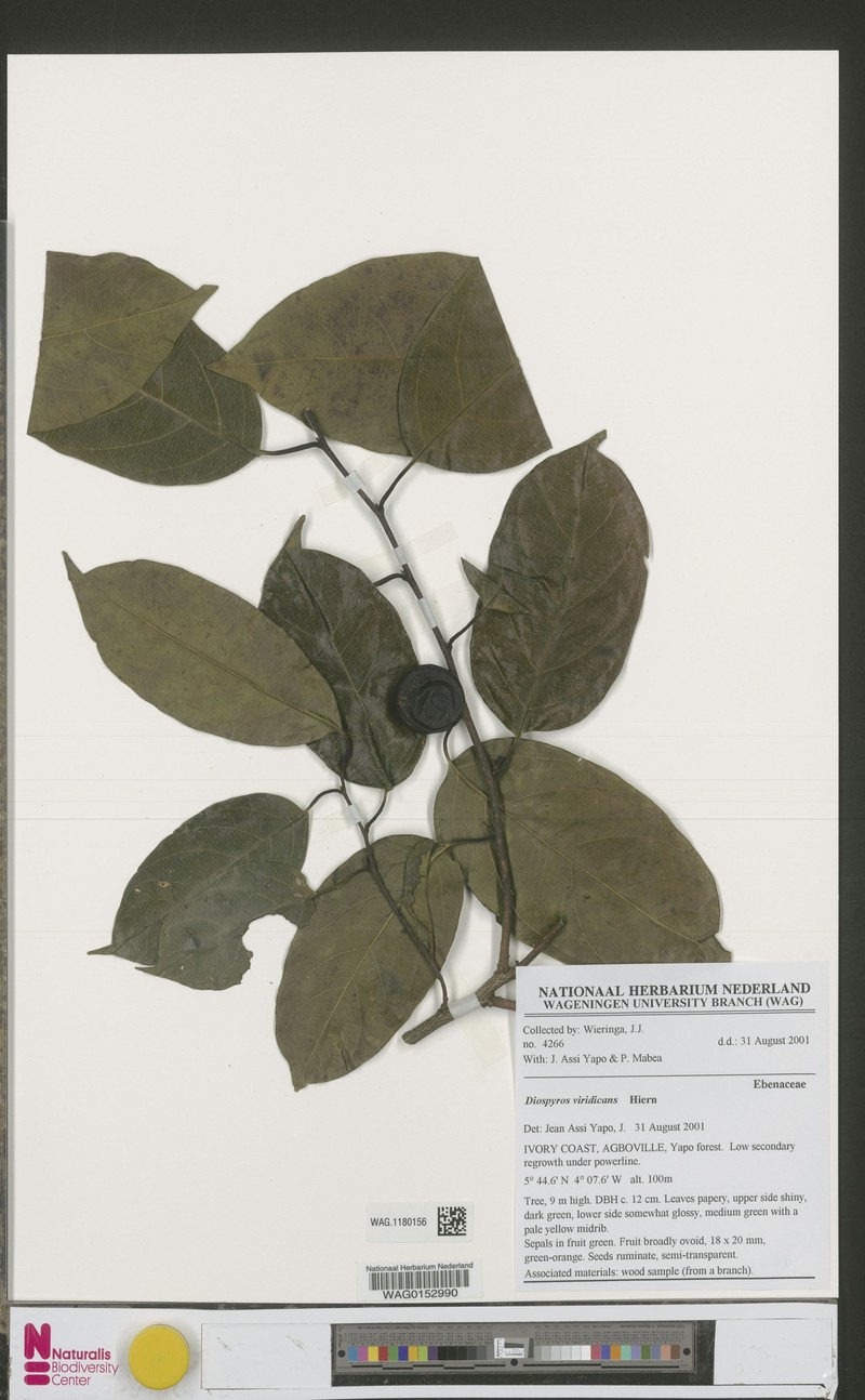 Diospyros viridicans photo 5