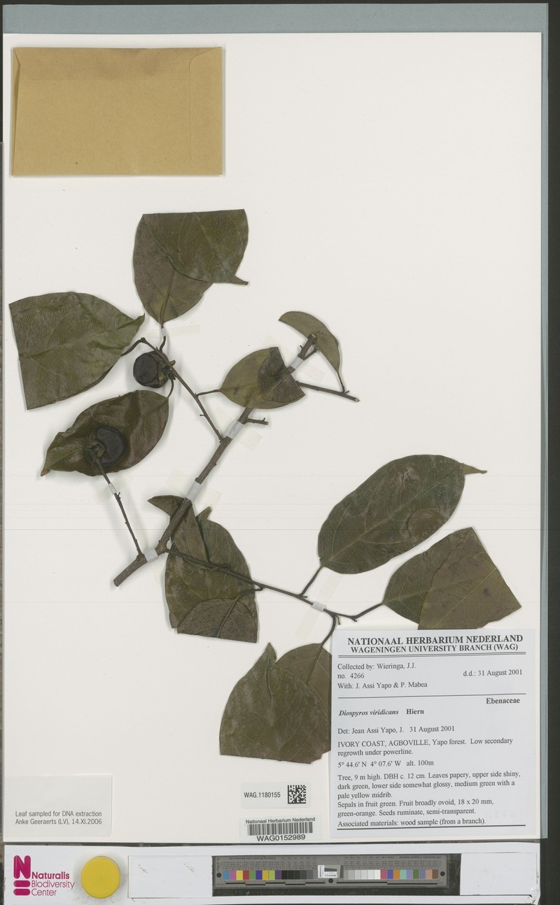 Diospyros viridicans photo 6