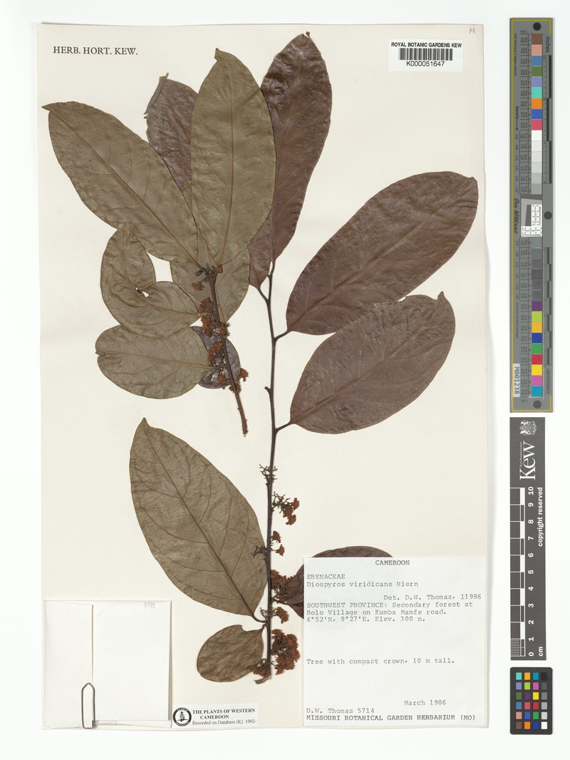 Diospyros viridicans photo 7
