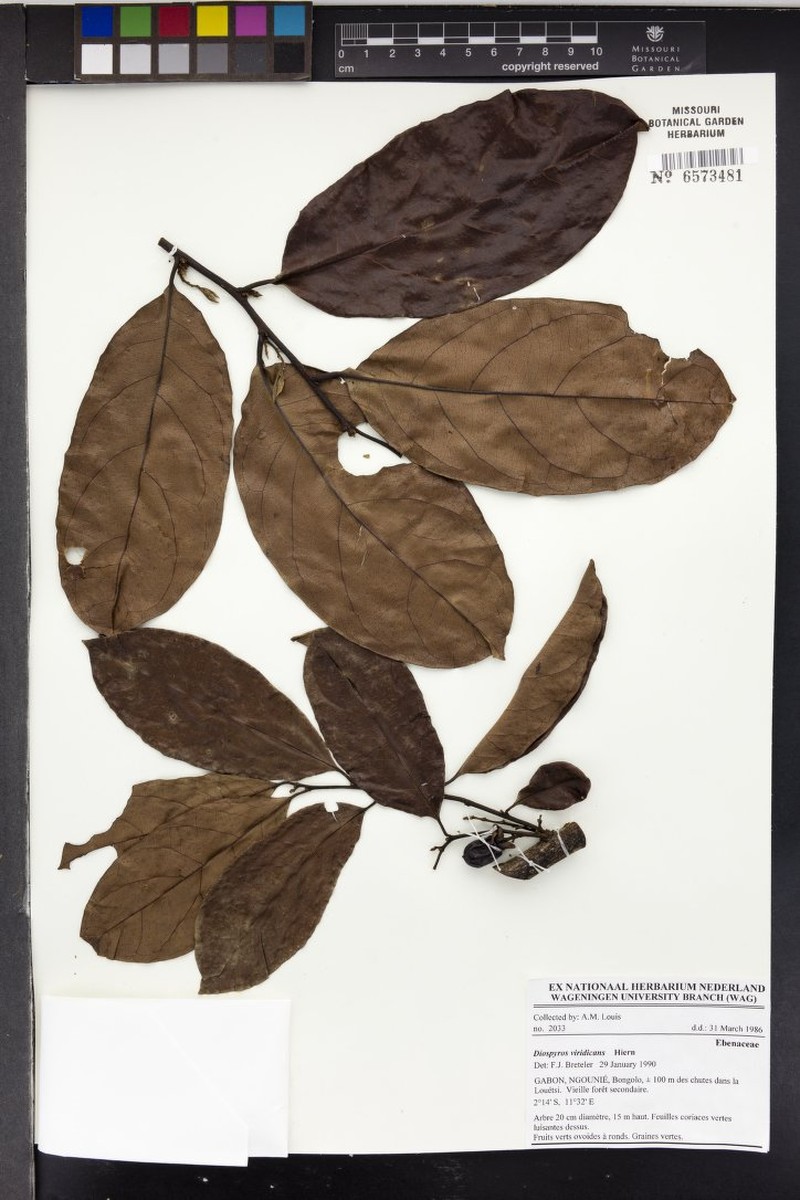Diospyros viridicans photo 8