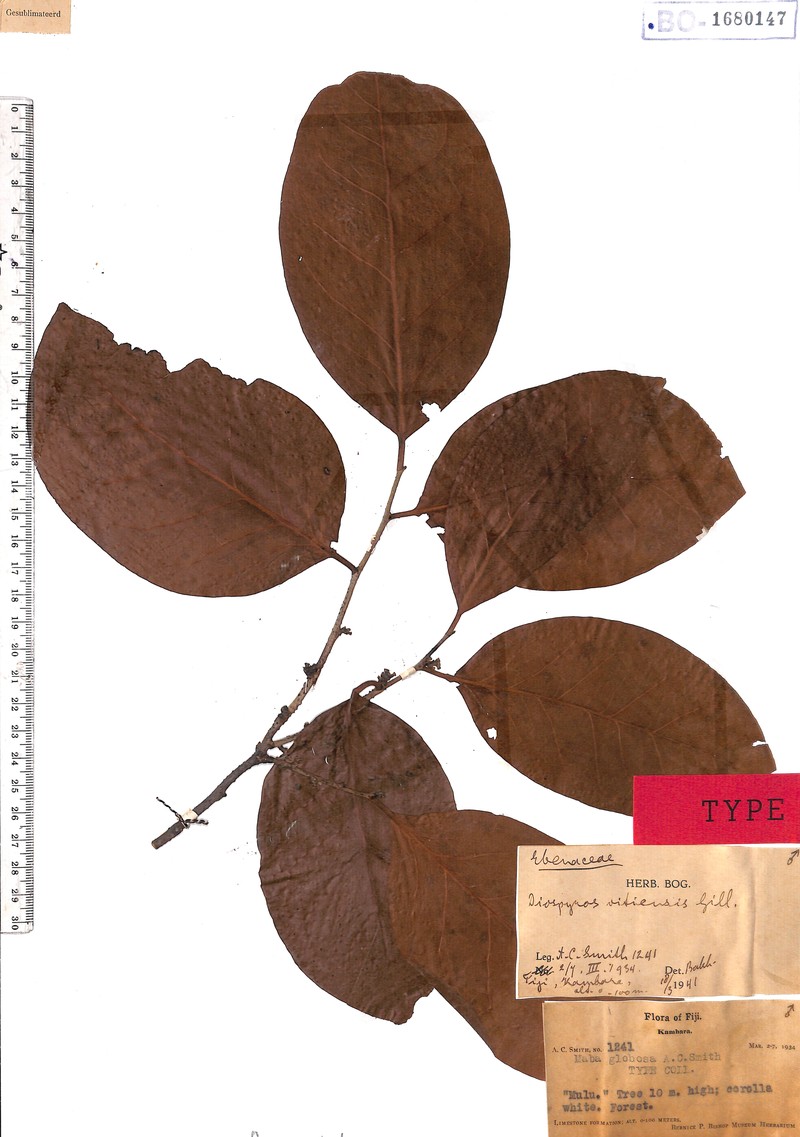Diospyros vitiensis photo 2