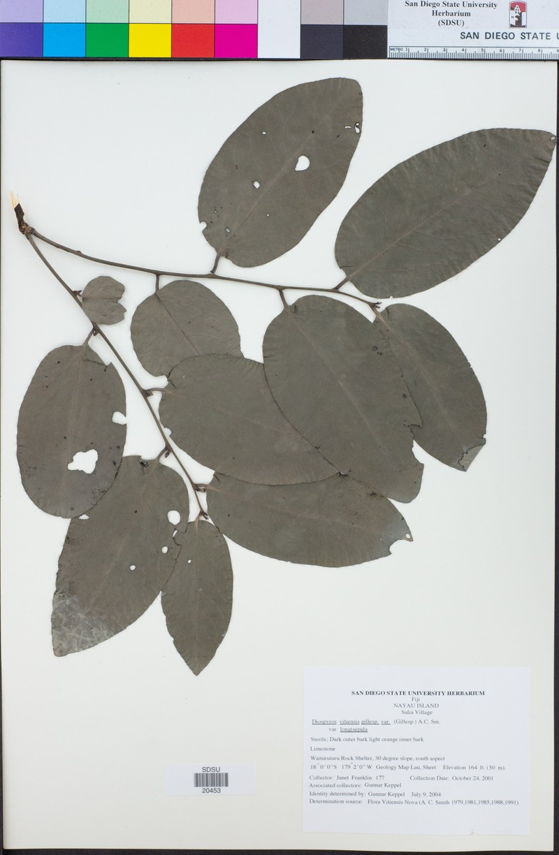 Diospyros vitiensis var. longisepala