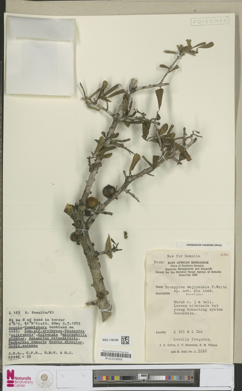 Diospyros wajirensis photo 2