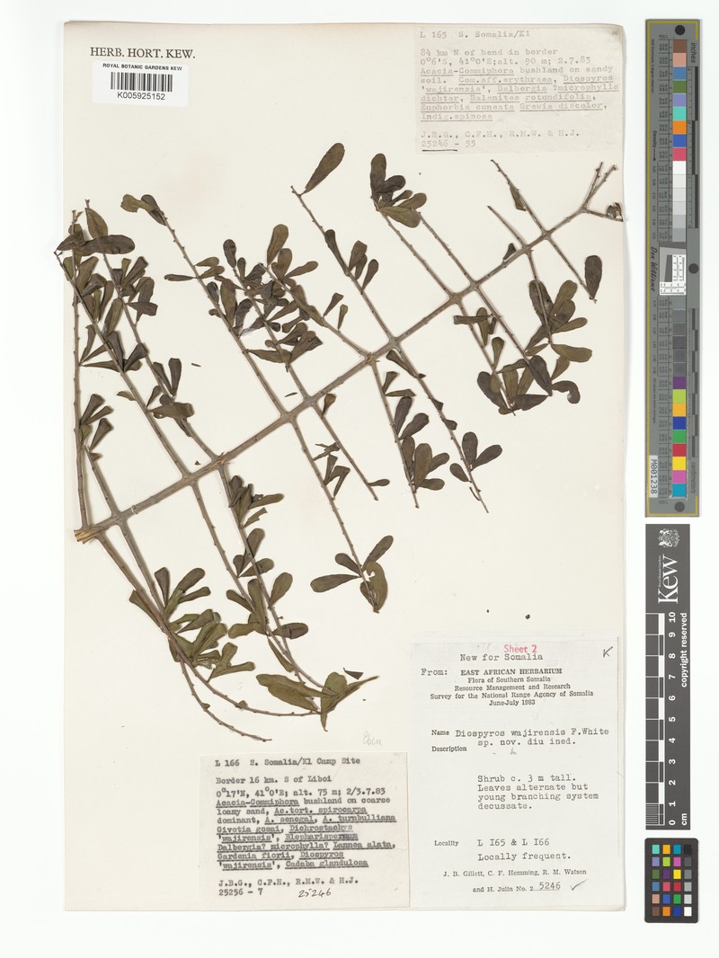 Diospyros wajirensis photo 3