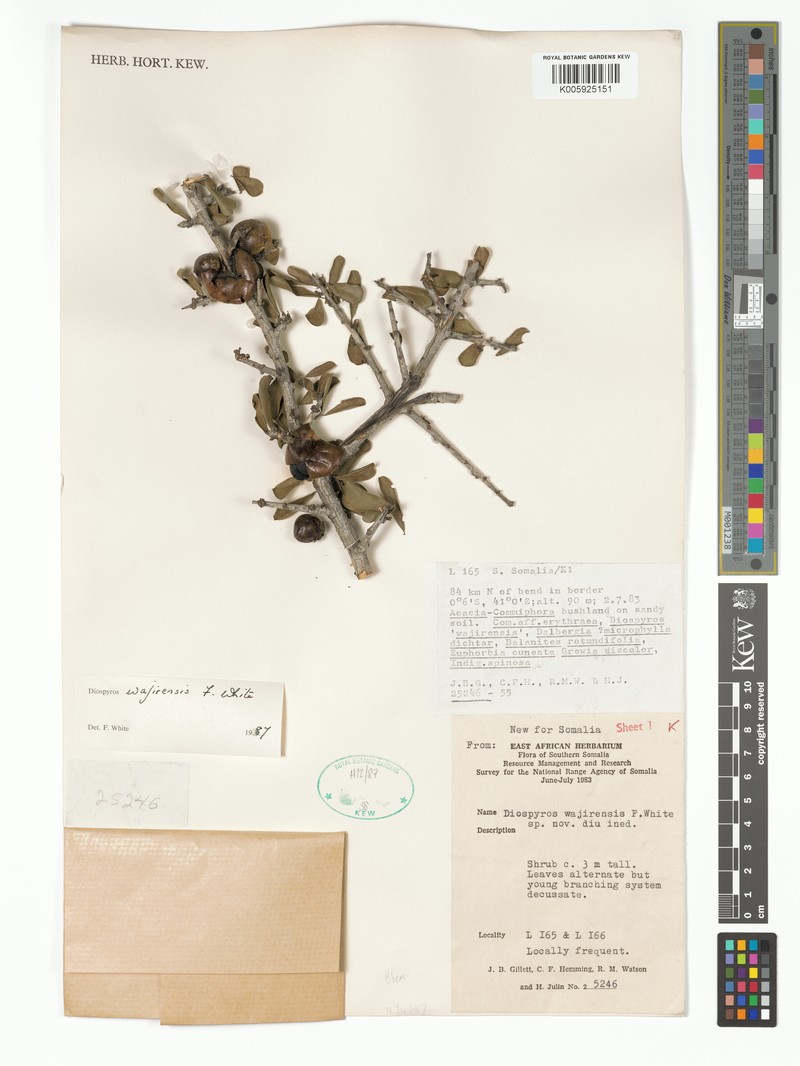 Diospyros wajirensis photo 4