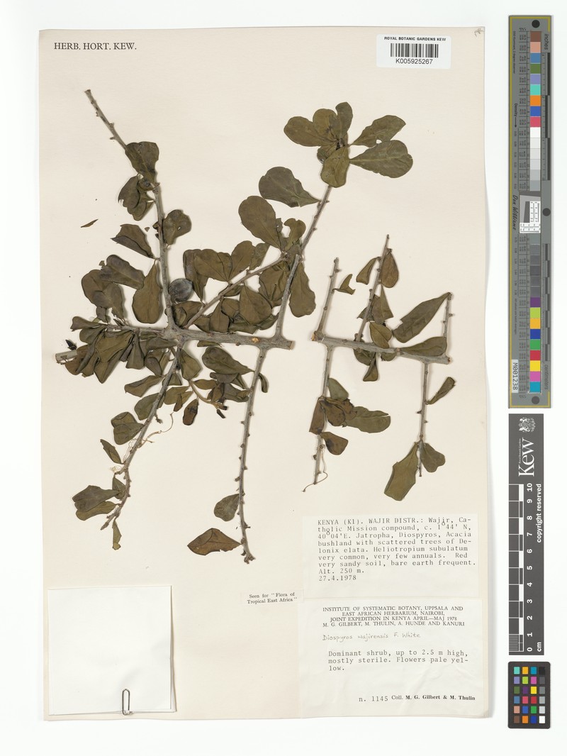 Diospyros wajirensis photo 5