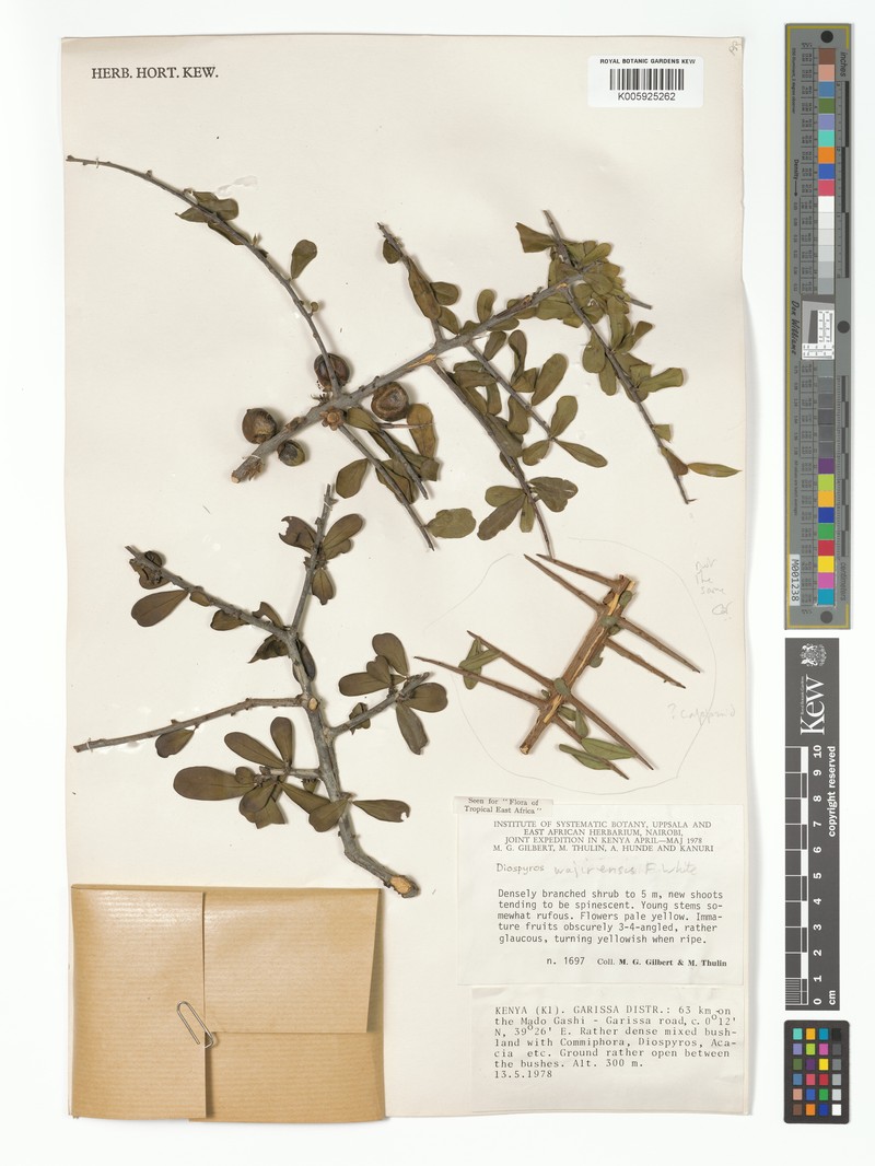 Diospyros wajirensis photo 6