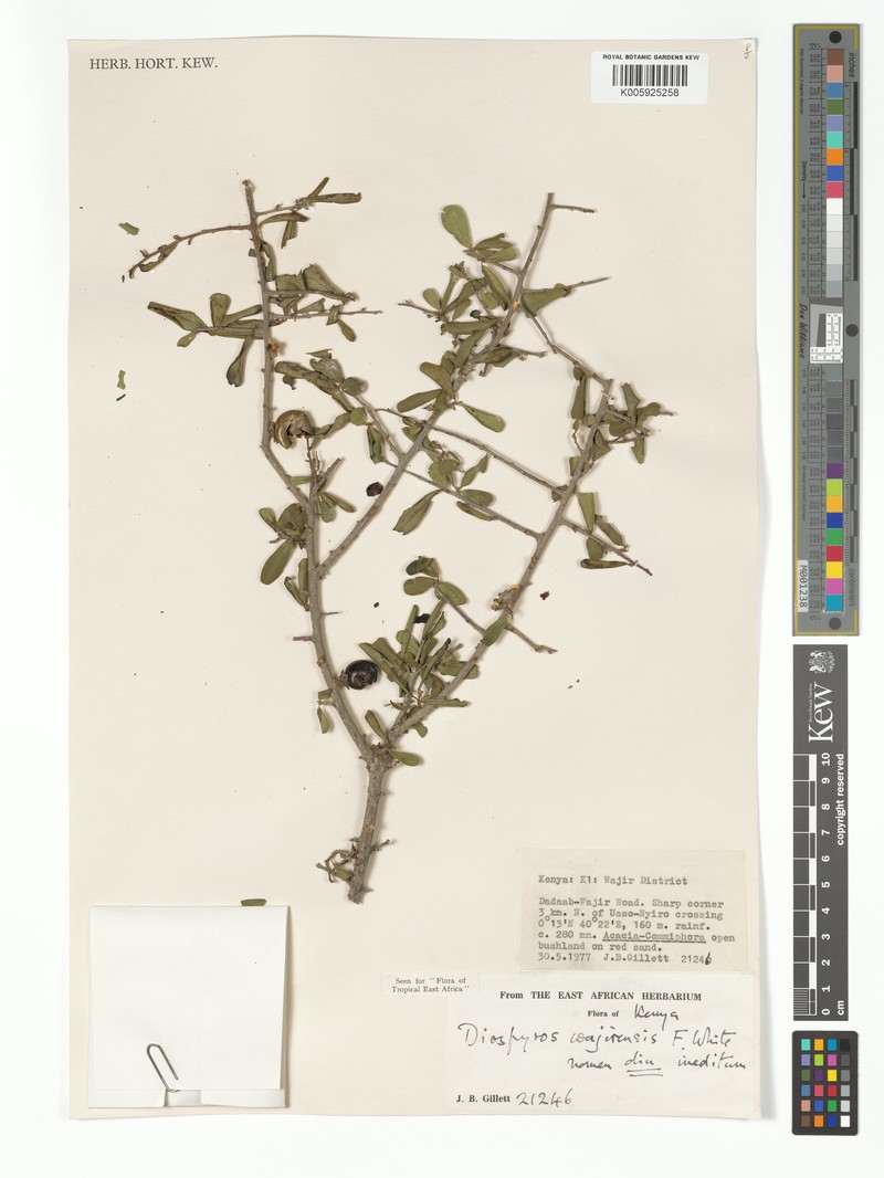Diospyros wajirensis photo 7