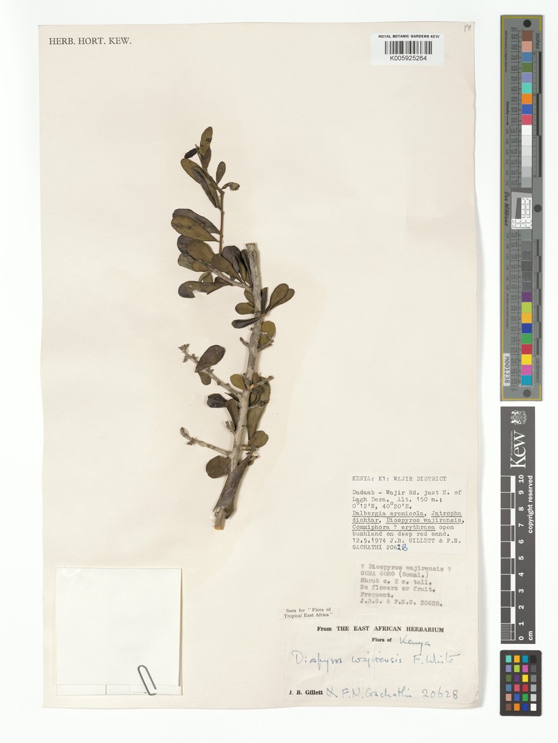 Diospyros wajirensis photo 8