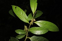 Diospyros walkeri