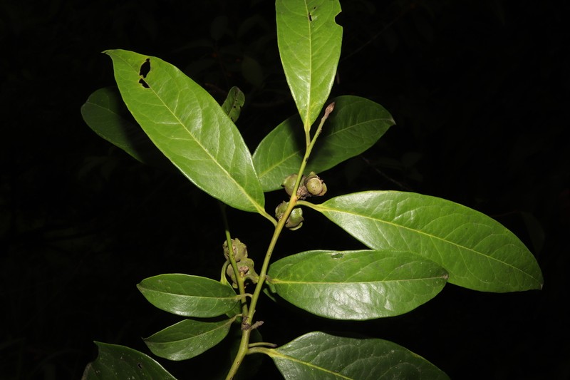 Diospyros walkeri