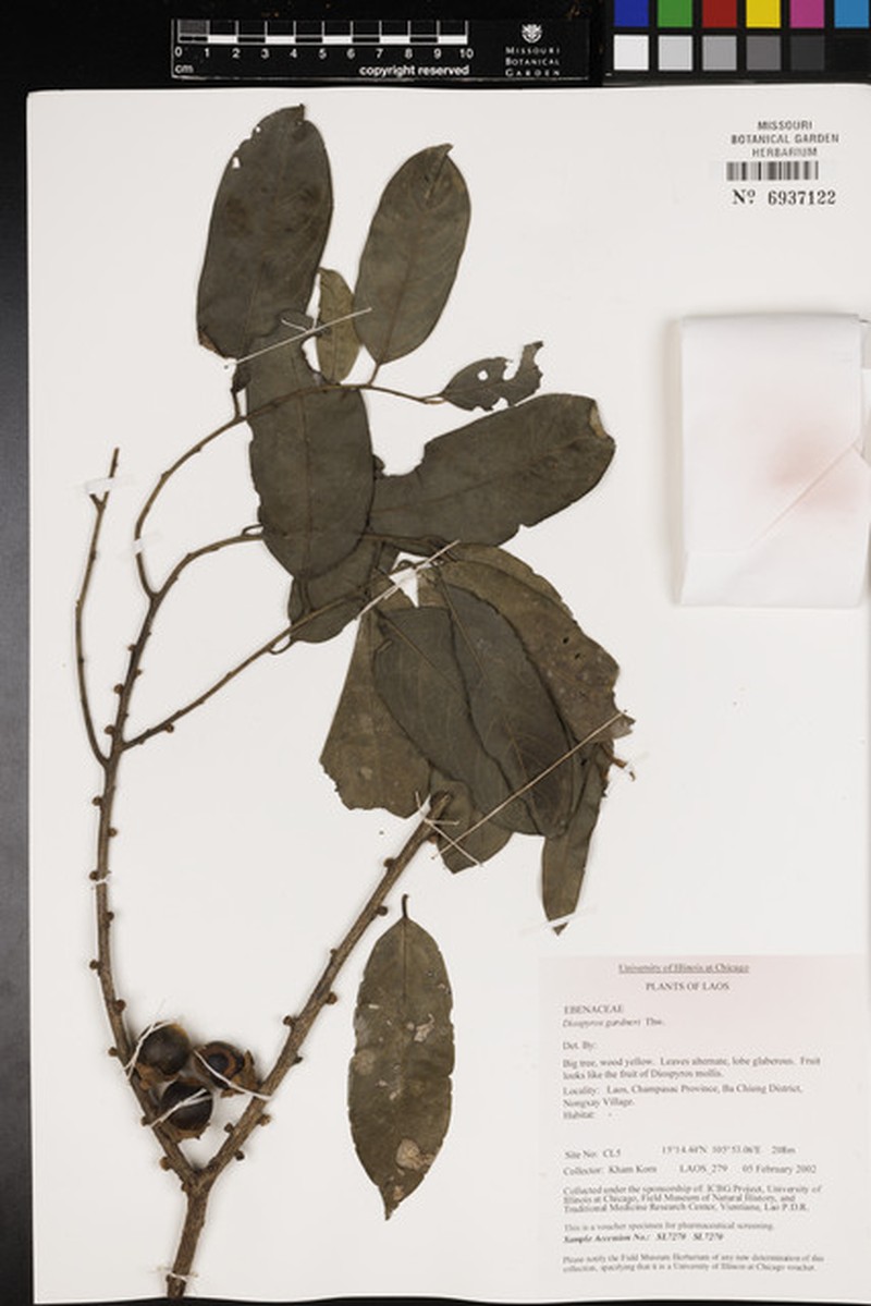 Diospyros walkeri photo 2