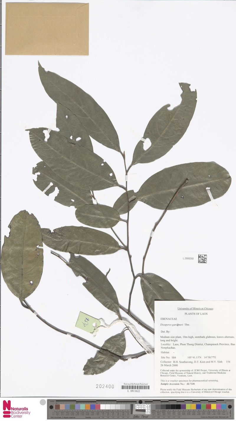 Diospyros walkeri photo 3