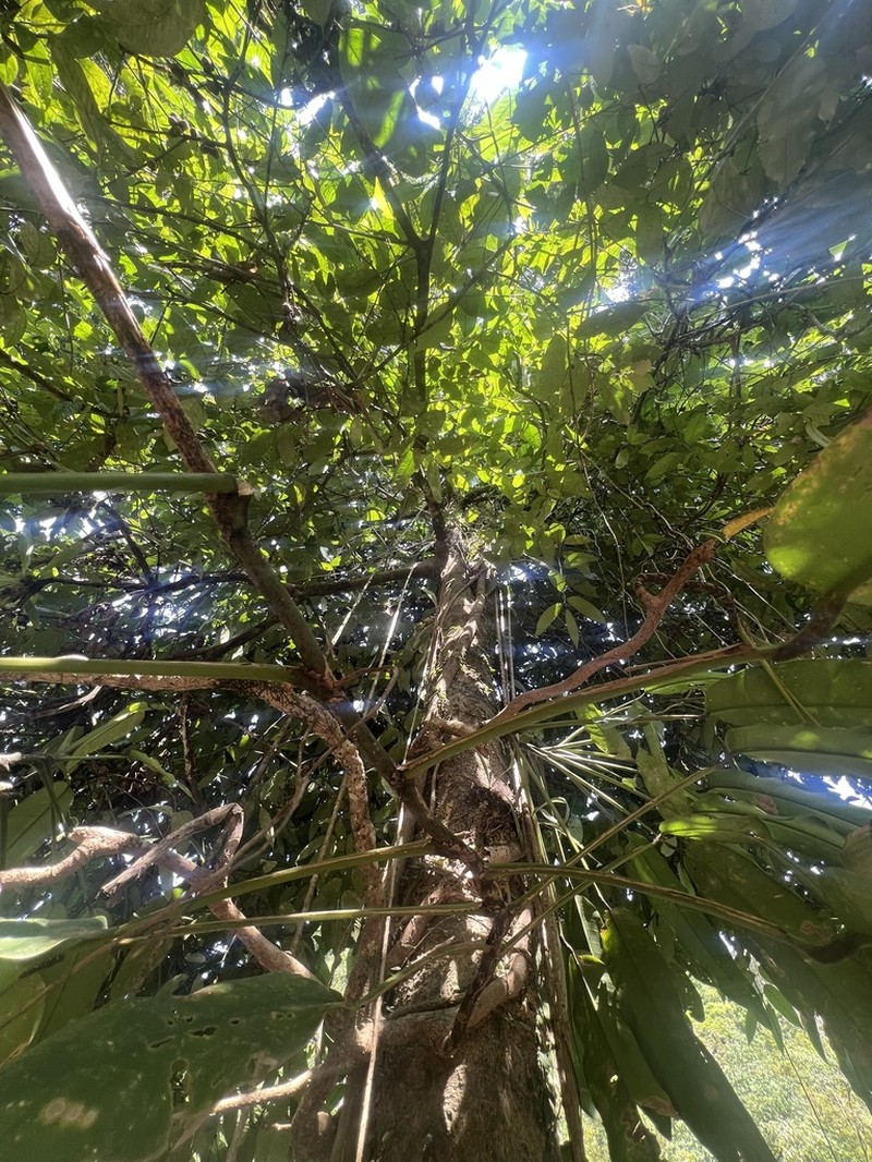 Diospyros wallichii