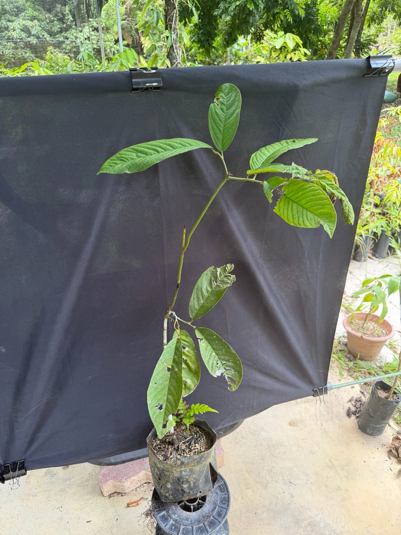 Diospyros wallichii photo 2