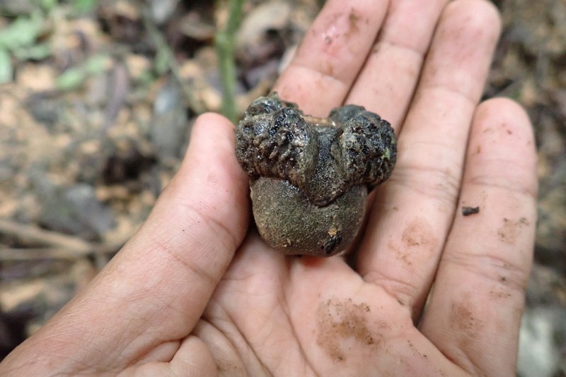 Diospyros wallichii photo 3