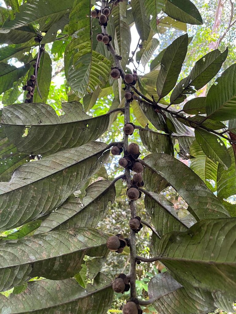 Diospyros wallichii photo 4