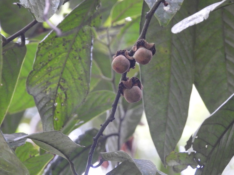 Diospyros wallichii photo 5