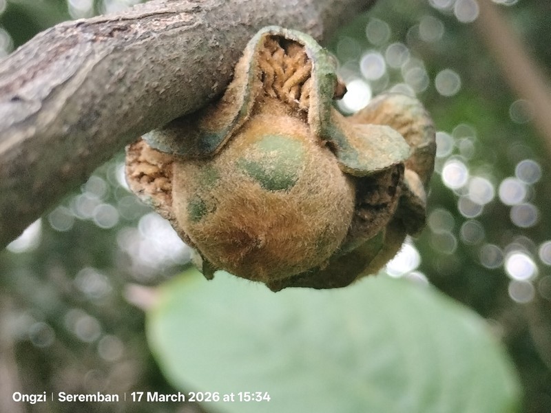 Diospyros wallichii photo 6