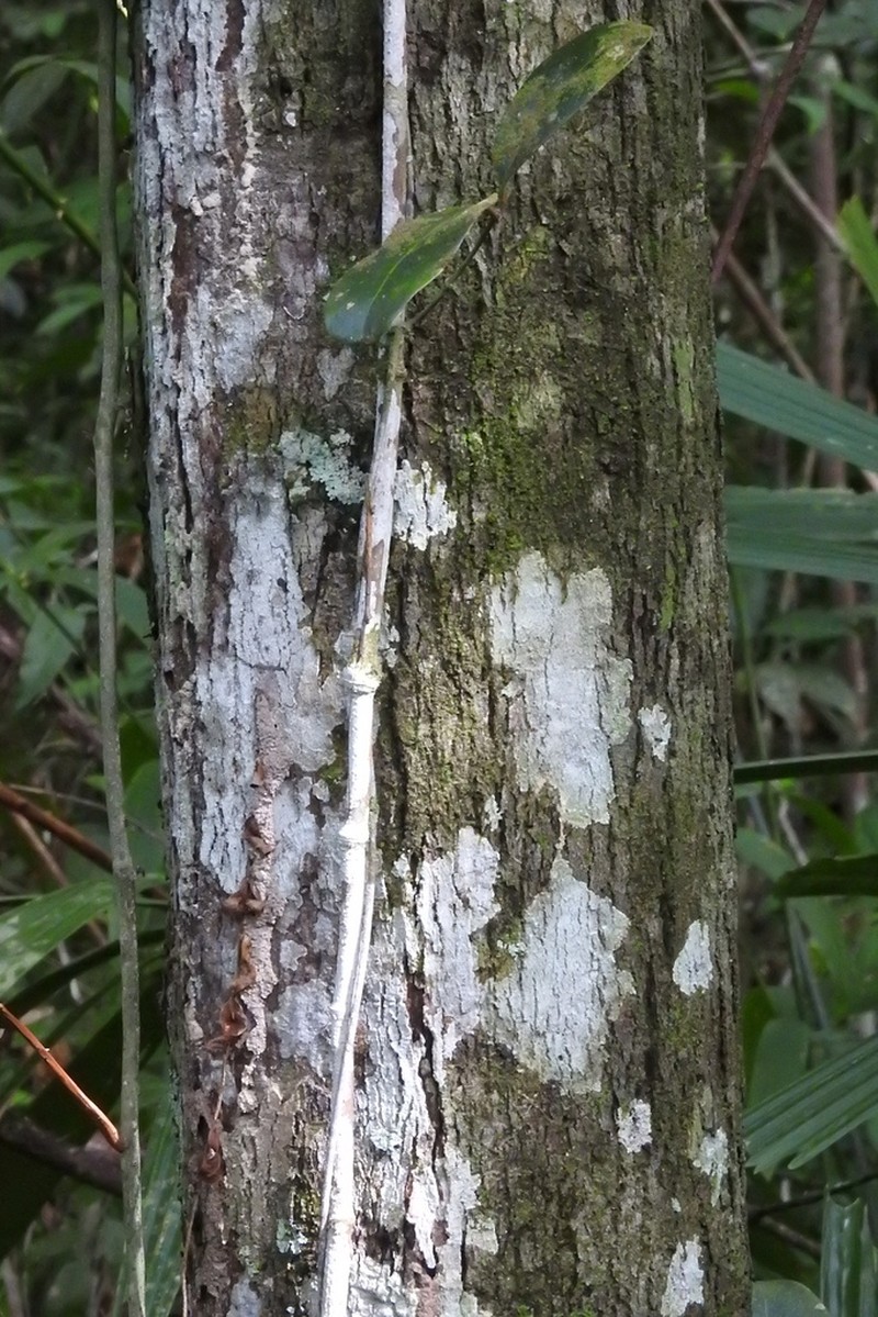 Diospyros wallichii photo 7