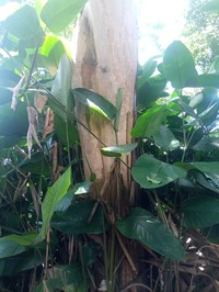 Diospyros whitei