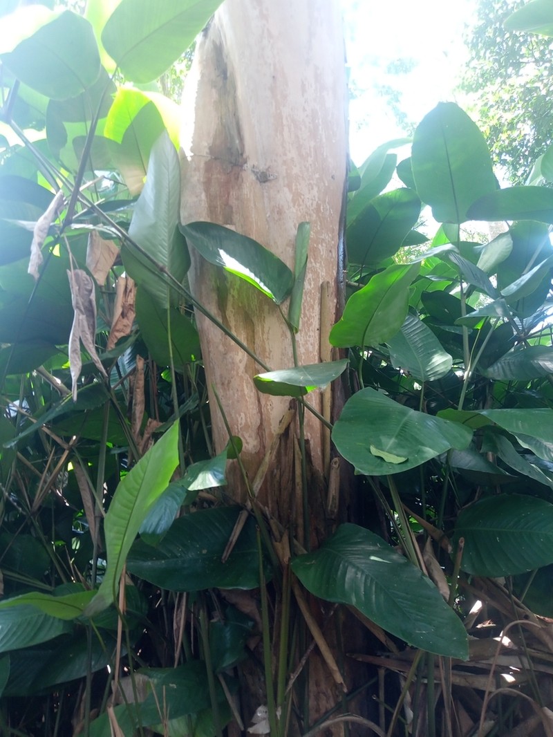 Diospyros whitei