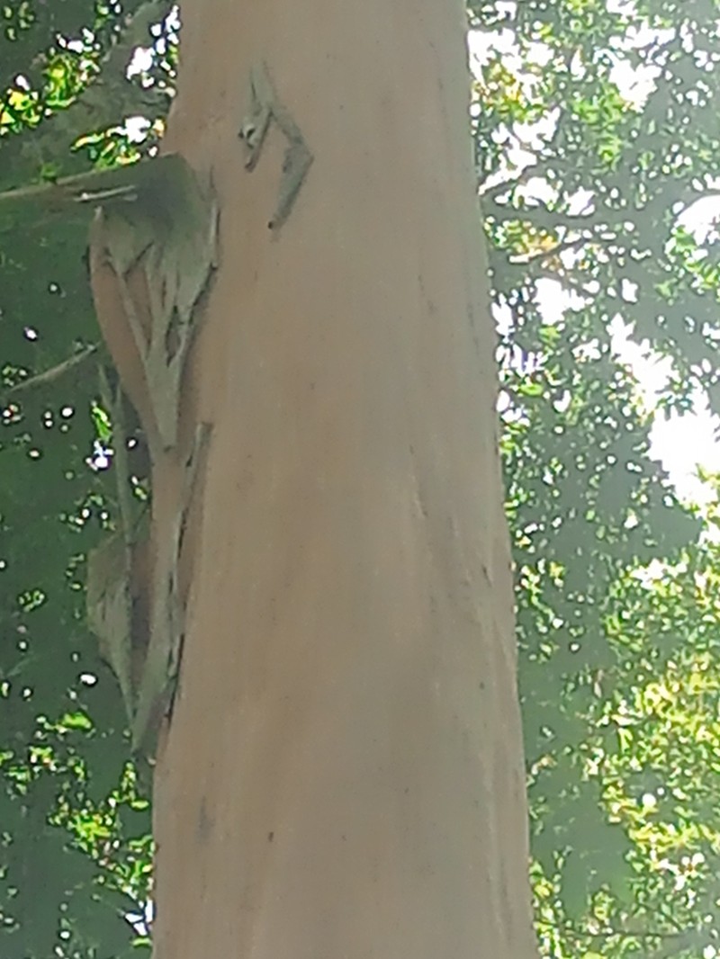 Diospyros whitei photo 2