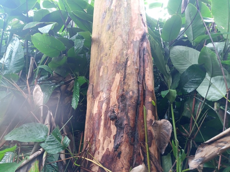 Diospyros whitei photo 3