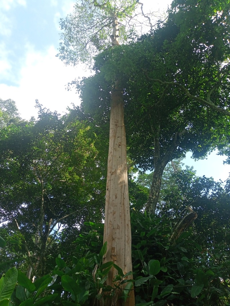 Diospyros whitei photo 4